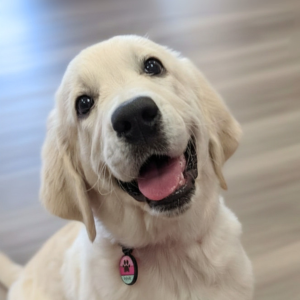 Happy golden retriever puppy looking at the camera with her mouth open