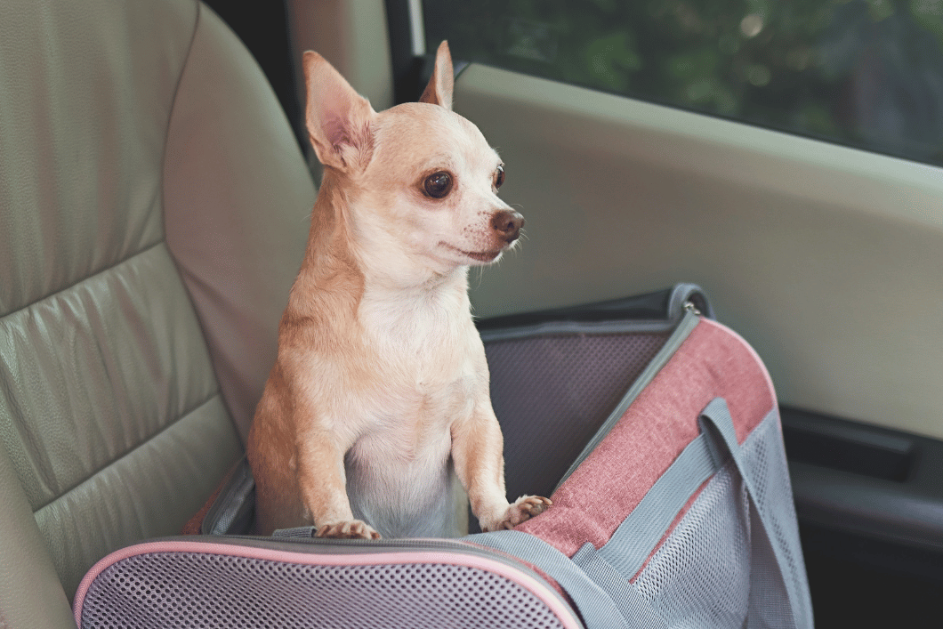 Small Chihuahua sitting in a pet carrier on a car seat