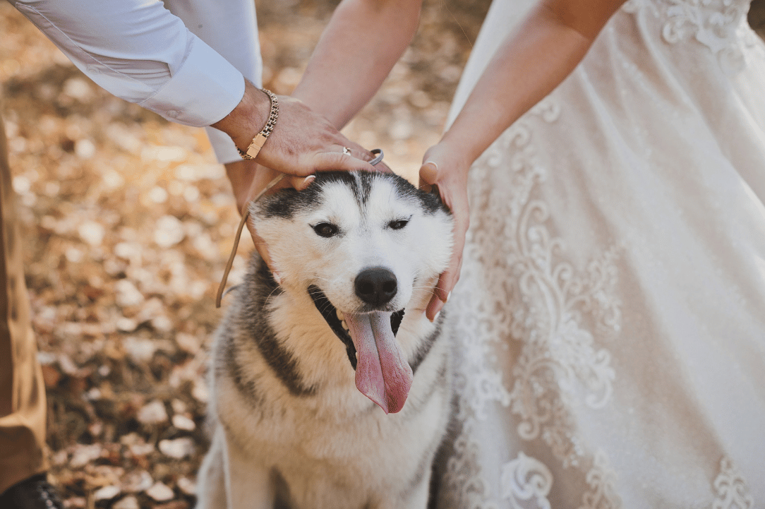 Husky being petted by a bride and groom on their wedding day